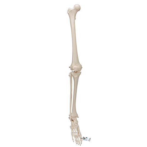 3B Scientific Menschliche Anatomie - Beinskelett mit Fuß + kostenlose Anatomie App - 3B Smart Anatomy von 3B Scientific