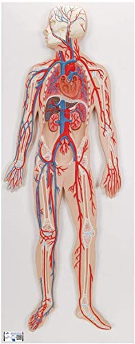 3B Scientific Menschliche Anatomie - Blutkreislauf + kostenlose Anatomie App - 3B Smart Anatomy, G30 von 3B Scientific