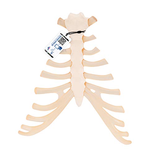 3B Scientific Menschliche Anatomie - Brustbeinmodell mit Rippenknorpel + kostenlose Anatomie App - 3B Smart Anatomy von 3B Scientific