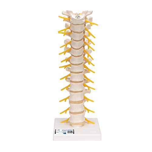 3B Scientific Menschliche Anatomie - Brustwirbelsäule + kostenlose Anatomie App - 3B Smart Anatomy von 3B Scientific