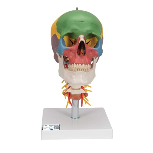 3B Scientific Menschliche Anatomie - Didaktisches Schädel Modell auf Halswirbelsäule, farblich markiert 4-teilig + kostenlose Anatomie App - 3B Smart Anatomy, A20/2 3B Scientific Menschliche Anatomie - Didaktisches Schädel Modell auf Halswirbelsäule, farblich markiert 4-teilig + kostenlose Anatomie App - 3B Smart Anatomy, A20/2 von 3B Scientific