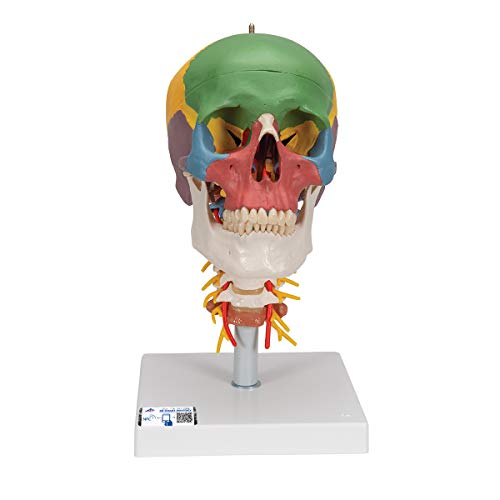 3B Scientific Menschliche Anatomie - Didaktisches Schädel Modell auf Halswirbelsäule, farblich markiert 4-teilig + kostenlose Anatomie App - 3B Smart Anatomy, A20/2 von 3B Scientific