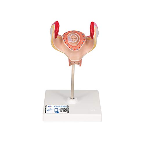 3B Scientific Menschliche Anatomie - Embryo Modell, 1. Monat + kostenlose Anatomie App - 3B Smart Anatomy, L10/1 von 3B Scientific