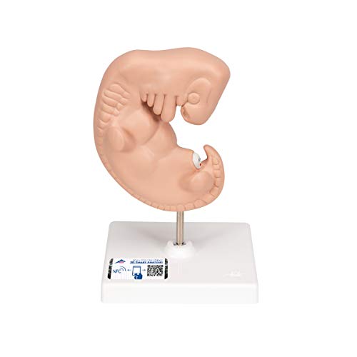 3B Scientific Menschliche Anatomie - Embryo Modell, 25-fache Größe + kostenlose Anatomie App - 3B Smart Anatomy von 3B Scientific