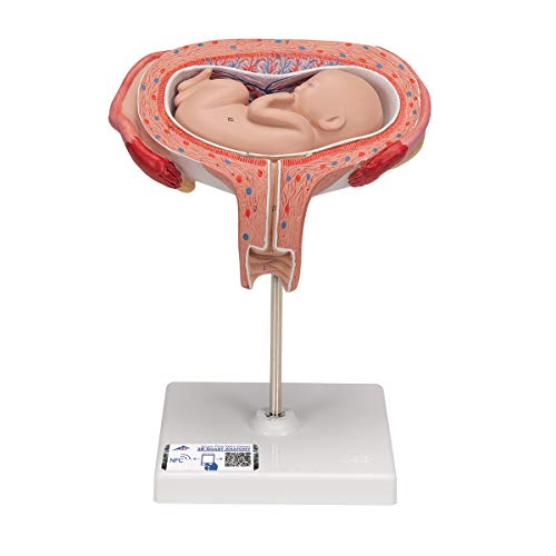 3B Scientific Menschliche Anatomie - Fetus, 5. Monat, Rückenlage + kostenlose Anatomie App - 3B Smart Anatomy, 5th Month, L10/6 von 3B Scientific