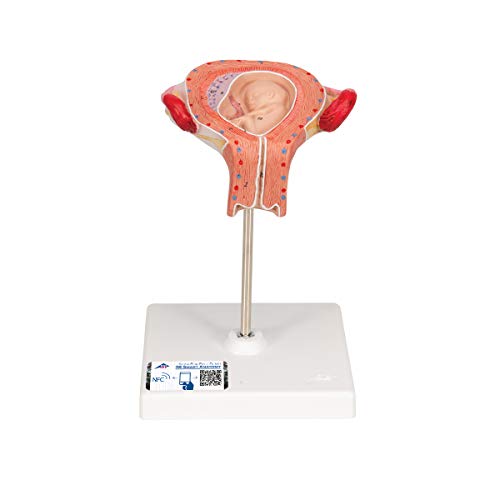 3B Scientific Menschliche Anatomie - Fetus Modell, 3. Monat + kostenlose Anatomie App - 3B Smart Anatomy von 3B Scientific
