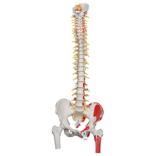 3B Scientific Menschliche Anatomie - Flexibles Luxus-Wirbelsäulenmodell mit Oberschenkelstümpfen und Muskeldarstellung + kostenlose Anatomie App - 3B Smart Anatomy 3B Scientific Menschliche Anatomie - Flexibles Luxus-Wirbelsäulenmodell mit Oberschenkelstümpfen und Muskeldarstellung + kostenlose Anatomie App - 3B Smart Anatomy von 3B Scientific