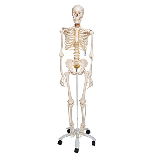 3B Scientific Menschliche Anatomie - Flexibles Skelettmodell Fred + kostenlose Anatomie App - 3B Smart Anatomy, Standardstativ 3B Scientific Menschliche Anatomie - Flexibles Skelettmodell Fred + kostenlose Anatomie App - 3B Smart Anatomy, Standardstativ von 3B Scientific