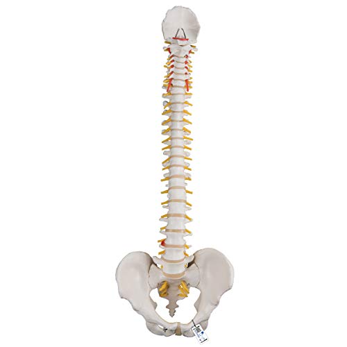 3B Scientific Menschliche Anatomie - Flexibles Wirbelsäulenmodel, klassisch + kostenlose Anatomie App - 3B Smart Anatomy 3B Scientific Menschliche Anatomie - Flexibles Wirbelsäulenmodel, klassisch + kostenlose Anatomie App - 3B Smart Anatomy von 3B Scientific