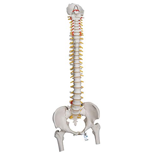 3B Scientific Menschliche Anatomie - Flexibles Wirbelsäulenmodell für starke Beanspruchung, mit Oberschenkelstümpfen + kostenlose Anatomie App - 3B Smart Anatomy 3B Scientific Menschliche Anatomie - Flexibles Wirbelsäulenmodell für starke Beanspruchung, mit Oberschenkelstümpfen + kostenlose Anatomie App - 3B Smart Anatomy von 3B Scientific