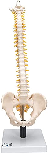 3B Scientific Menschliche Anatomie - Flexibles Wirbelsäulenmodell mit weichen Bandscheiben + kostenlose Anatomie App - 3B Smart Anatomy 3B Scientific Menschliche Anatomie - Flexibles Wirbelsäulenmodell mit weichen Bandscheiben + kostenlose Anatomie App - 3B Smart Anatomy von 3B Scientific