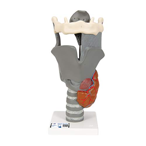 3B Scientific Menschliche Anatomie - Funktions-Kehlkopf Modell, 2,5-fache Größe + kostenlose Anatomie App - 3B Smart Anatomy von 3B Scientific
