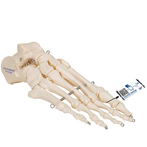 3B Scientific Menschliche Anatomie - Fußskelett auf Draht gezogen + kostenlose Anatomie App - 3B Smart Anatomy von 3B Scientific