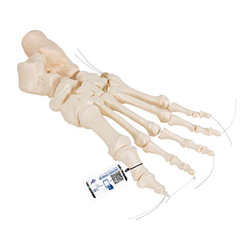 3B Scientific Menschliche Anatomie - Fußskelett lose auf Nylon gezogen + kostenlose Anatomie App - 3B Smart Anatomy von 3B Scientific