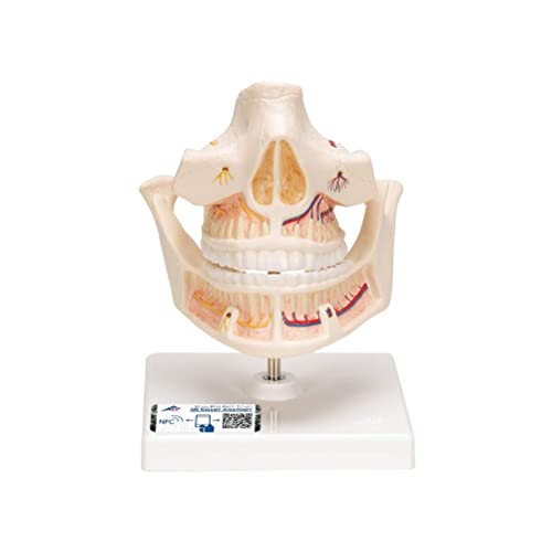 3B Scientific Menschliche Anatomie - Gebissmodell eines Erwachsenen von 3B Scientific