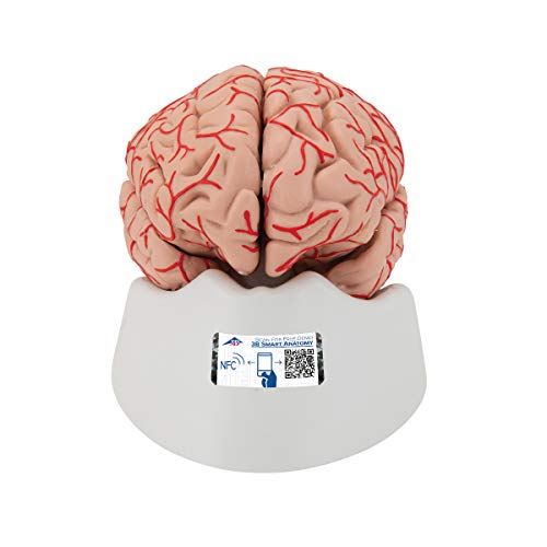 3B Scientific Menschliche Anatomie - Gehirn-Modell mit Arterien + kostenlose Anatomie App - 3B Smart Anatomy von 3B Scientific