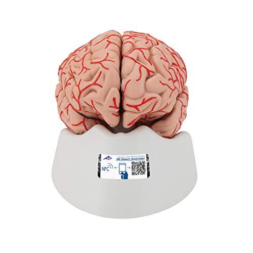 3B Scientific Menschliche Anatomie - Gehirn-Modell mit Arterien + kostenlose Anatomie App - 3B Smart Anatomy 3B Scientific Menschliche Anatomie - Gehirn-Modell mit Arterien + kostenlose Anatomie App - 3B Smart Anatomy von 3B Scientific