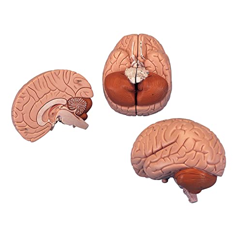 3B Scientific Menschliche Anatomie - Gehirnmodell, 2-teilig + kostenlose Anatomie App - 3B Smart Anatomy, C15 von 3B Scientific