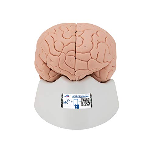3B Scientific Menschliche Anatomie - Gehirnmodell, 2-teilig + kostenlose Anatomie App - 3B Smart Anatomy, C15 von 3B Scientific