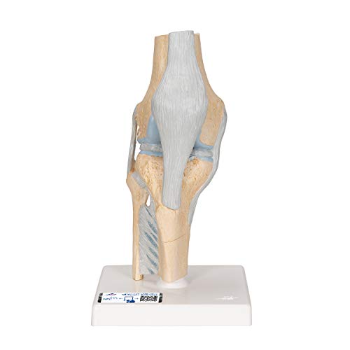 3B Scientific Menschliche Anatomie - Gelenkschnitt-Modell des Knies, 3-teilig + kostenlose Anatomie App - 3B Smart Anatomy von 3B Scientific