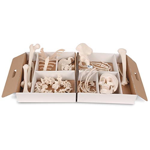 3B Scientific Menschliche Anatomie - Halbes Skelett, unmontiert, Hand/Fuß lose auf Nylon gezogen + kostenlose Anatomie App - 3B Smart Anatomy, A04/1 3B Scientific Menschliche Anatomie - Halbes Skelett, unmontiert, Hand/Fuß lose auf Nylon gezogen + kostenlose Anatomie App - 3B Smart Anatomy, A04/1 von 3B Scientific