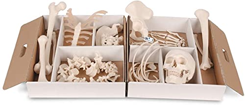 3B Scientific Menschliche Anatomie - Halbes Skelett, unmontiert + kostenlose Anatomie App - 3B Smart Anatomy, A04 von 3B Scientific