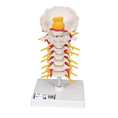 3B Scientific Menschliche Anatomie - Halswirbelsäulenmodell, beweglich, auf Stativ + kostenlose Anatomie App - 3B Smart Anatomy von 3B Scientific