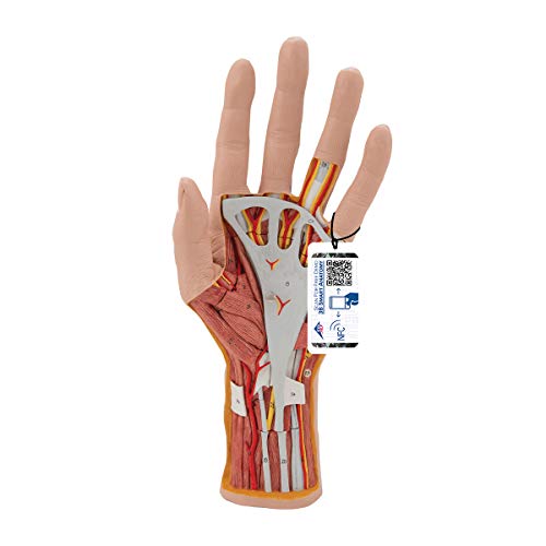 3B Scientific Menschliche Anatomie - Hand-Struktur-Modell, 3-teilig + kostenlose Anatomie App - 3B Smart Anatomy von 3B Scientific