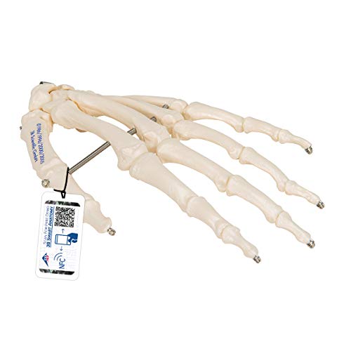 3B Scientific Menschliche Anatomie - Handskelett auf Draht gezogen + kostenlose Anatomie App - 3B Smart Anatomy von 3B Scientific