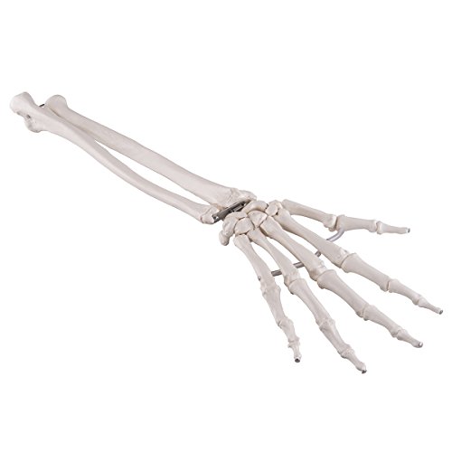 3B Scientific Menschliche Anatomie - Handskelett mit Unterarm, elastisch montiert + kostenlose Anatomie App - 3B Smart Anatomy von 3B Scientific