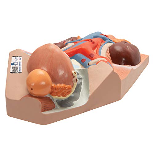 3B Scientific Menschliche Anatomie - Harnapparat, männlich, 0,75-fache natürliche Größe + kostenlose Anatomie App - 3B Smart Anatomy von 3B Scientific