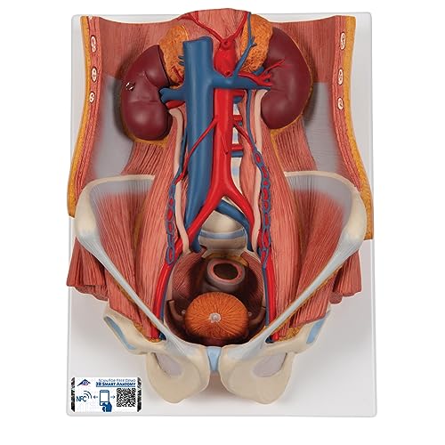 3B Scientific Menschliche Anatomie - Harnapparat, zweigeschlechtig, 6-teilig + kostenlose Anatomie App - 3B Smart Anatomy von 3B Scientific