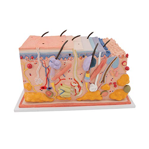 3B Scientific Menschliche Anatomie - Haut, Blockmodell, 70-fache Größe + kostenlose Anatomie App - 3B Smart Anatomy, J13 3B Scientific Menschliche Anatomie - Haut, Blockmodell, 70-fache Größe + kostenlose Anatomie App - 3B Smart Anatomy, J13 von 3B Scientific