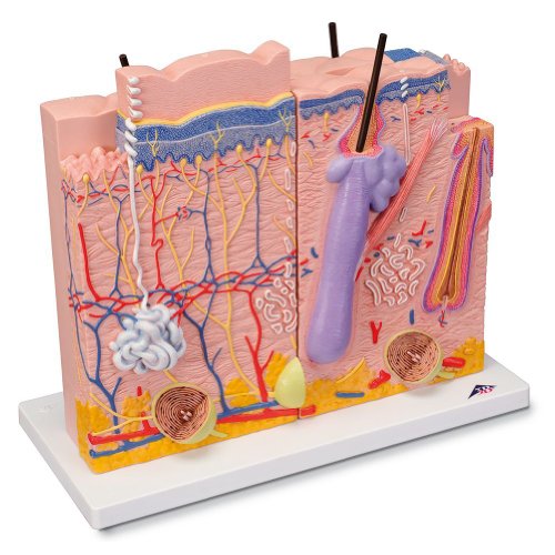 3B Scientific Menschliche Anatomie - Hautmodell, 3-teilig + kostenlose Anatomie App - 3B Smart Anatomy 3B Scientific Menschliche Anatomie - Hautmodell, 3-teilig + kostenlose Anatomie App - 3B Smart Anatomy von 3B Scientific