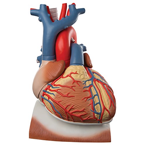 3B Scientific Menschliche Anatomie - Herz auf Zwerchfell, 3-fache Größe, 10-teilig, VD251 3B Scientific Menschliche Anatomie - Herz auf Zwerchfell, 3-fache Größe, 10-teilig, VD251 von 3B Scientific