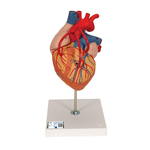 3B Scientific Menschliche Anatomie - Herz mit Bypass, 2-fache Größe, 4-teilig + kostenlose Anatomie App - 3B Smart Anatomy, G06 von 3B Scientific