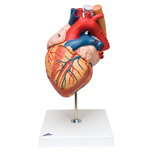 3B Scientific Menschliche Anatomie - Herz mit Luft- und Speiseröhre, 2-fache Größe, 5-teilig + kostenlose Anatomie App - 3B Smart Anatomy, G13 von 3B Scientific