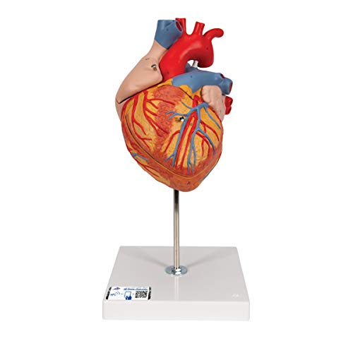 3B Scientific Menschliche Anatomie - Herzmodell, 2-fache Größe, 4-teilig + kostenlose Anatomie App - 3B Smart Anatomy 3B Scientific Menschliche Anatomie - Herzmodell, 2-fache Größe, 4-teilig + kostenlose Anatomie App - 3B Smart Anatomy von 3B Scientific