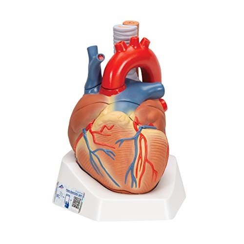 3B Scientific Menschliche Anatomie - Herzmodell, 7-teilig + kostenlose Anatomie App - 3B Smart Anatomy, VD253 3B Scientific Menschliche Anatomie - Herzmodell, 7-teilig + kostenlose Anatomie App - 3B Smart Anatomy, VD253 von 3B Scientific