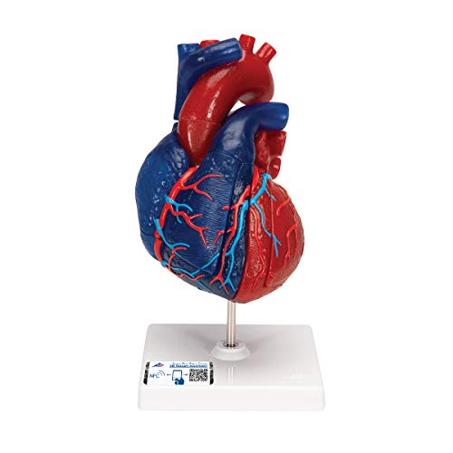 3B Scientific Menschliche Anatomie - Herzmodell in Lebensgröße, didaktisch gefärbt, mit magnetischen Verbindungen, 5-teilig von 3B Scientific