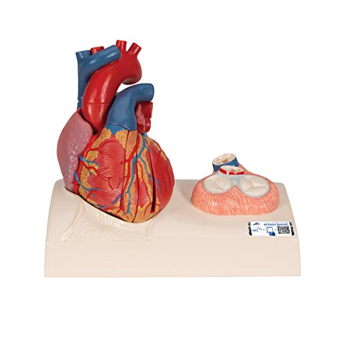 3B Scientific Menschliche Anatomie - Herzmodell in Lebensgröße mit magnetischen Verbindungen, 5-teilig + kostenlose Anatomie App - 3B Smart Anatomy von 3B Scientific