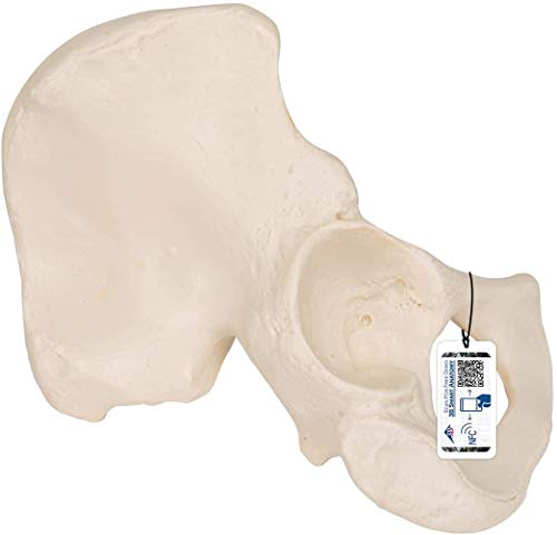 3B Scientific Menschliche Anatomie - Hüftbein Knochen Modell + kostenlose Anatomie App - 3B Smart Anatomy von 3B Scientific