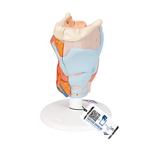 3B Scientific Menschliche Anatomie - Kehlkopfmodell, 2-teilig + kostenlose Anatomie App - 3B Smart Anatomy, 2,5-fache Größe, G22 3B Scientific Menschliche Anatomie - Kehlkopfmodell, 2-teilig + kostenlose Anatomie App - 3B Smart Anatomy, 2,5-fache Größe, G22 von 3B Scientific