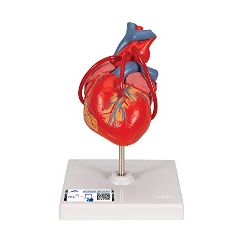 3B Scientific Menschliche Anatomie - Klassik-Herz mit Bypass, 2-teilig + kostenlose Anatomie App - 3B Smart Anatomy 3B Scientific Menschliche Anatomie - Klassik-Herz mit Bypass, 2-teilig + kostenlose Anatomie App - 3B Smart Anatomy von 3B Scientific