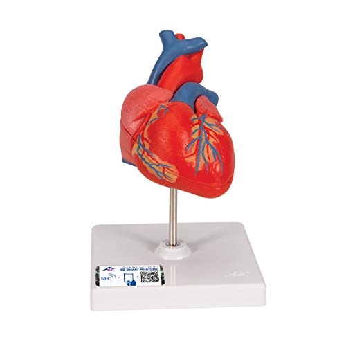 3B Scientific Menschliche Anatomie - Klassik-Herzmodell, 2-teilig + kostenlose Anatomie App - 3B Smart Anatomy von 3B Scientific