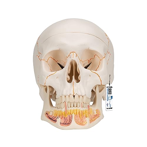 3B Scientific Menschliche Anatomie - Klassik-Schädel mit geöffnetem Unterkiefer mit magnetischen Verbindungen, 3-teilig + kostenlose Anatomie App - 3B Smart Anatomy von 3B Scientific