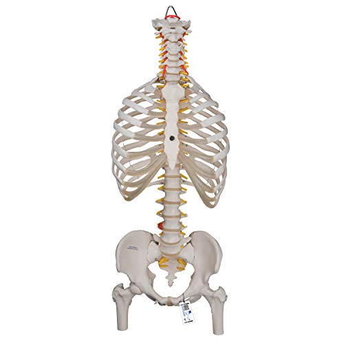 3B Scientific Menschliche Anatomie - Klassisches flexibles Wirbelsäulenmodell mit Brustkorb und Oberschenkelstümpfen + kostenlose Anatomie App - 3B Smart Anatomy 3B Scientific Menschliche Anatomie - Klassisches flexibles Wirbelsäulenmodell mit Brustkorb und Oberschenkelstümpfen + kostenlose Anatomie App - 3B Smart Anatomy von 3B Scientific