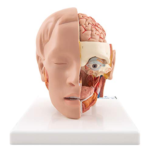 3B Scientific Menschliche Anatomie - Kopfmodell, 6-teilig + kostenlose Anatomie App - 3B Smart Anatomy 3B Scientific Menschliche Anatomie - Kopfmodell, 6-teilig + kostenlose Anatomie App - 3B Smart Anatomy von 3B Scientific