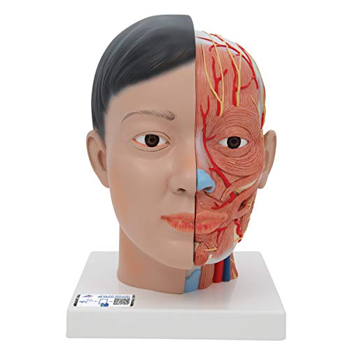 3B Scientific Menschliche Anatomie - Kopfmodell asiatisch mit Hals, 4-teilig + kostenlose Anatomie App - 3B Smart Anatomy 3B Scientific Menschliche Anatomie - Kopfmodell asiatisch mit Hals, 4-teilig + kostenlose Anatomie App - 3B Smart Anatomy von 3B Scientific