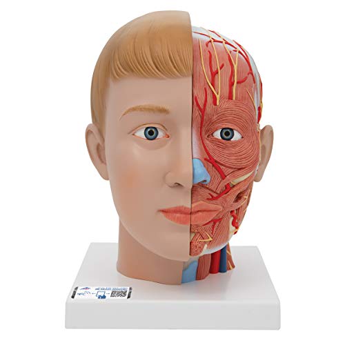 3B Scientific Menschliche Anatomie - Kopfmodell mit Hals, 4-teilig + kostenlose Anatomie App - 3B Smart Anatomy 3B Scientific Menschliche Anatomie - Kopfmodell mit Hals, 4-teilig + kostenlose Anatomie App - 3B Smart Anatomy von 3B Scientific